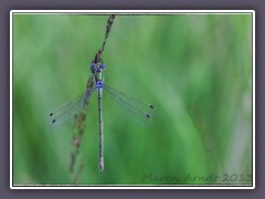 Kleine Binsenjungfer - Lestes virens