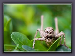 Kleine Monster Strauchschrecke Langfühlerschrecken ernähren sich räuberisch