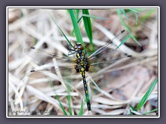 Kleine Moosjungfer - Leucorrhinia dubia    - Weibchen