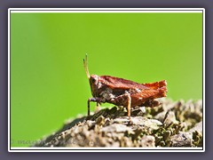 Kurzfühlerschrecken sind Gras  und Pflanzenfresser