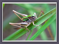 Kurzflügelige Beissschrecke - Metrioptera brachyptera