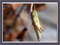 Larve der grossen Goldschrecke - Chrysochraon dispar