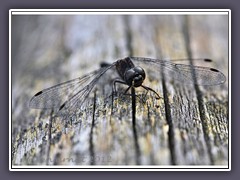 Ältere schwarze Heidelibelle im September