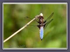 Männchen der Plattbauchlibelle - Libellula depressa