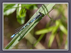 Mondazurjungfer - Coenagrion lunulatum - Männchen