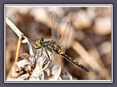 Nordische Moosjungfer - Leucorrhinia rubicunda