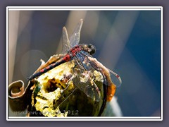 Nordische Moosjungfer - Leucorrhinia rubicunda - Männchen