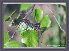 Nordische Moosjungfern - Leucorrhinia rubicunda im Mai