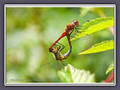 Paarung der blutroten Heidelibelle - Sympetrum sanguineum