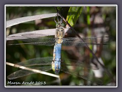 Paarung Grosser Blaupfeil - Orthetrum cancellatum