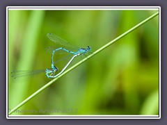 Paarung Hufeisen-Azurjungfer- Coenagrion puella