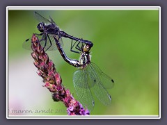 Paarung schwarze Heidelibelle