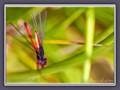 Paarung Späte Adonisjungfer - Ceriagrion tenellum