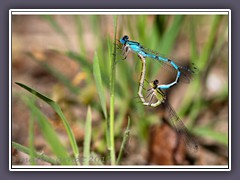 Paarungsrad der gemeinen Becherjungfer - Enallagma coenagrion