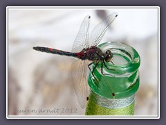 Picknickgast Nordische Moosjungfer