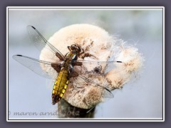 Plattbauchlibelle - Libellula depressa aus der Familie der Segellibellen 