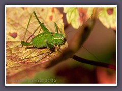 Punktierte Zartschrecke - Leptophyes punctatissima