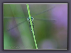 Versteckspiel hinter einem Grashalm - Kleinlibelle