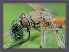 Vierfleck - eine der häufigsten Segellibellen