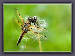 Vierflecklibelle - Libellula quadrimaculata