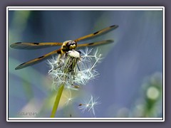 Vierflecklibelle auf Pusteblume