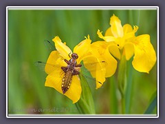 Weibchen der Plattbauchlibelle - Libellula depressa