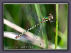 Weidenjungfer - Chalcolestes viridis - Weibchen