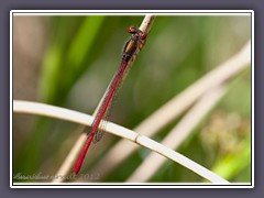 Zarte Rubinjungfer - Ceriagrion tenellum 