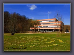 Das Kreishaus - Labyrinth aus Osterglocken