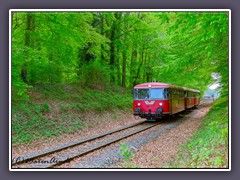 Der Moorexpress - Fahrt durch den Stadtwald