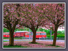 Der Moorexpress - Kirschblüten Pennigbütteler Straße