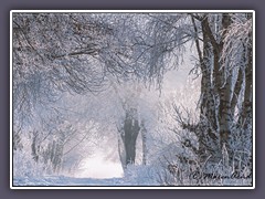 Garlstedt - Elmforst im Winter