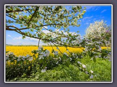 Garlstedt - Frühling am Garlstedter Kirchweg