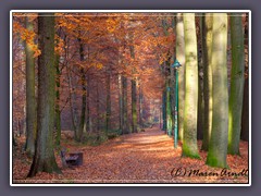 Klosterholz im Herbst