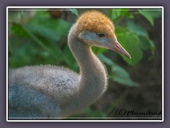 Tiergarten Ludwigslust - junger Paradieskranich