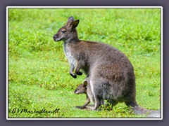 Tiergarten Ludwigslust - Känguru