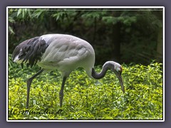 Tiergarten Ludwigslust - Mandschurenkranich