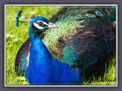 Tiergarten Ludwigslust - Papa Pfau