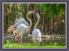 Tiergarten Ludwigslust - Steithähne Flamingos