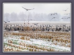 Kraniche im Winter auf Futtersuche