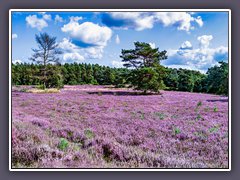 Teufelsmoor - Springmoor zur Heideblüte