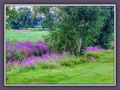 Teufelsmoor - Blutweiderich