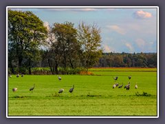 Teufelsmoor - Kraniche im Herbst