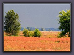 Teufelsmoor - wie gemalt bunte Wiesen