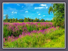 Teufelsmoor - Wildblumenblüten im August