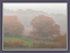 Worpswede - die Mackensen Eiche im Nebel