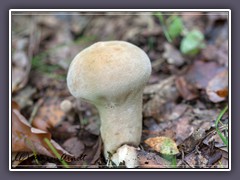 Beutelstäubling - Calvatia exipuliformis