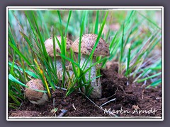 Birkenpilze - Leccinum scabrum