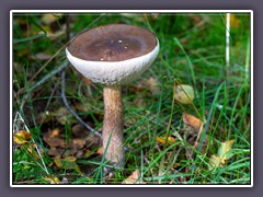 Birkenröhrling - Leccinum scabrum