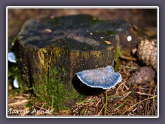 Blauer Saftporling - Spongiporus caesius